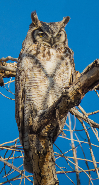 Great Horned Owl 2.jpg